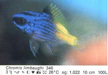 Chromis limbaughi